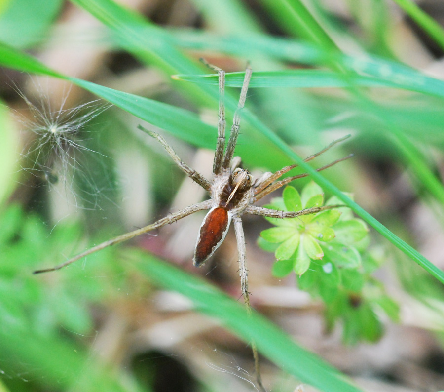 Pisaura sp.
